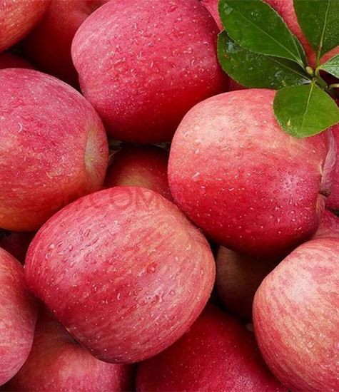 Tous les types de pommes