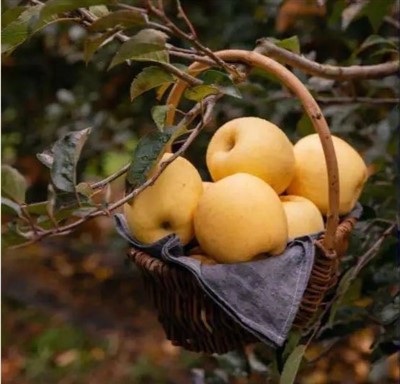 Pommes jaunes sucrées
